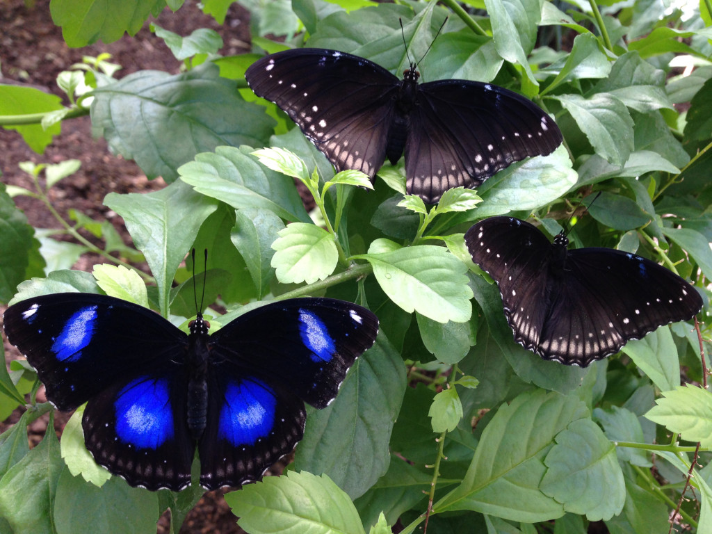 Istanbul Kelebek Ciftligi Rencontrez les papillons ! Voyage Turquie